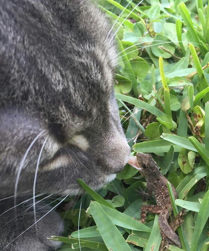 Cat vs. Lizard