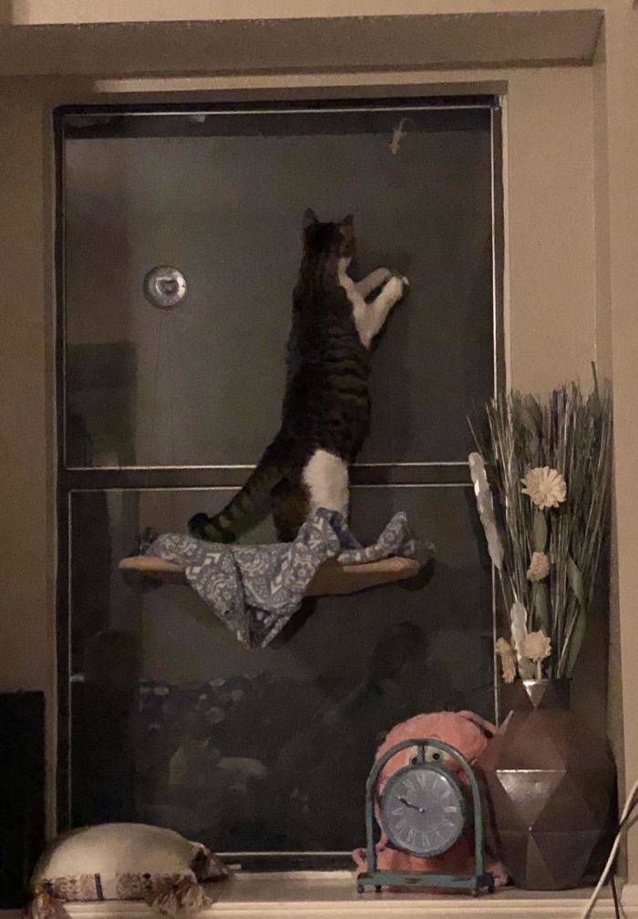 Eleanor Has A Lizard Friend. It’s Been Showing Up Every Night For The Past Two Weeks