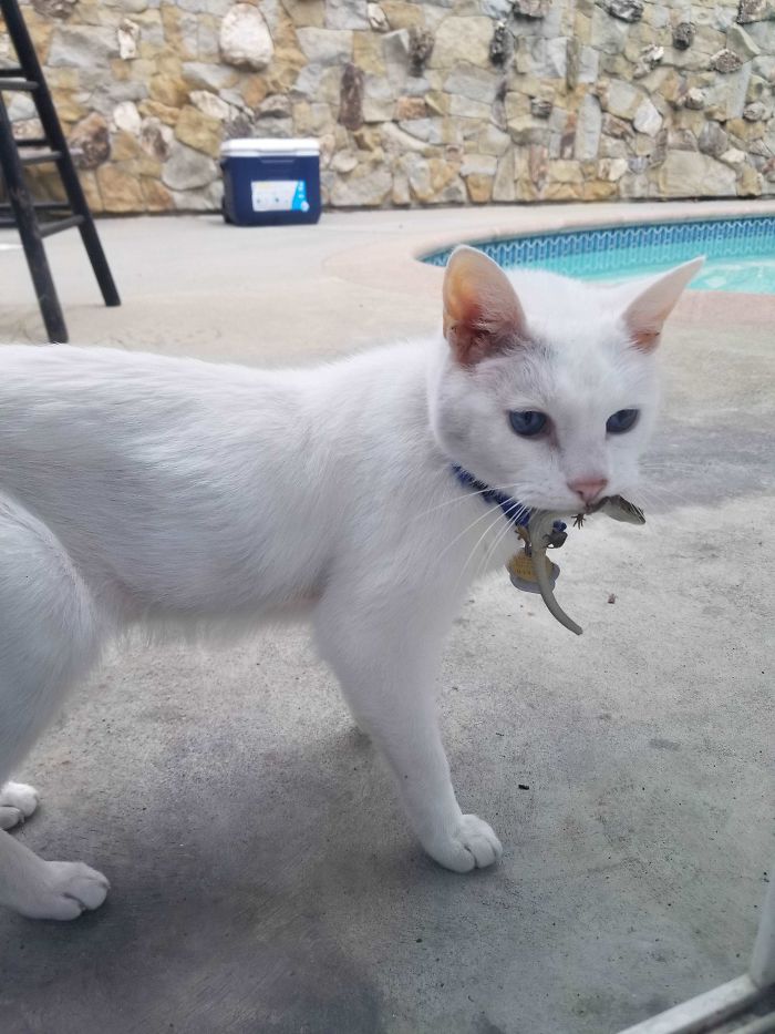 My Cat Caught A Lizard