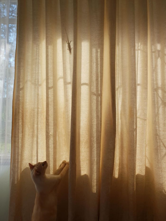 A Game Of Cat And Lizard. This Has Been An All Night Game