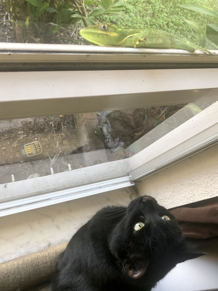 There’s A Lizard On The Window. They’ve Been Like This For An Hour