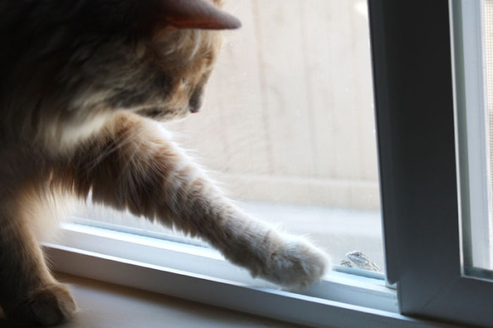 My Anderpuff Met A Lizard Friend, And It Melted Me