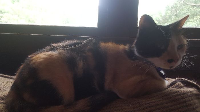 My Power Went Out Due To A Rainstorm The Other Day So Baby Decided To Keep The Lizard Warm