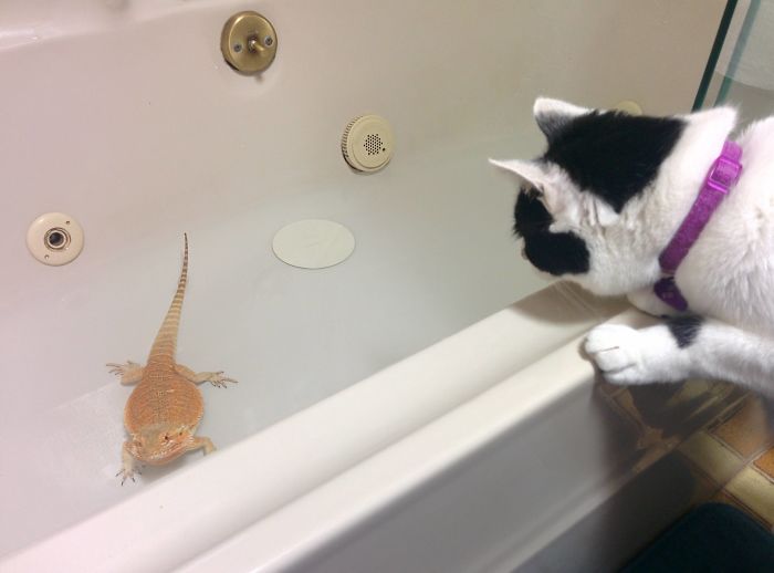 The Cat Does Not Understand