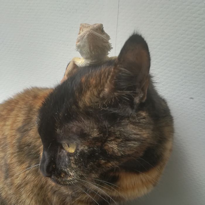 My Little Elliot Seems To Like My Cat