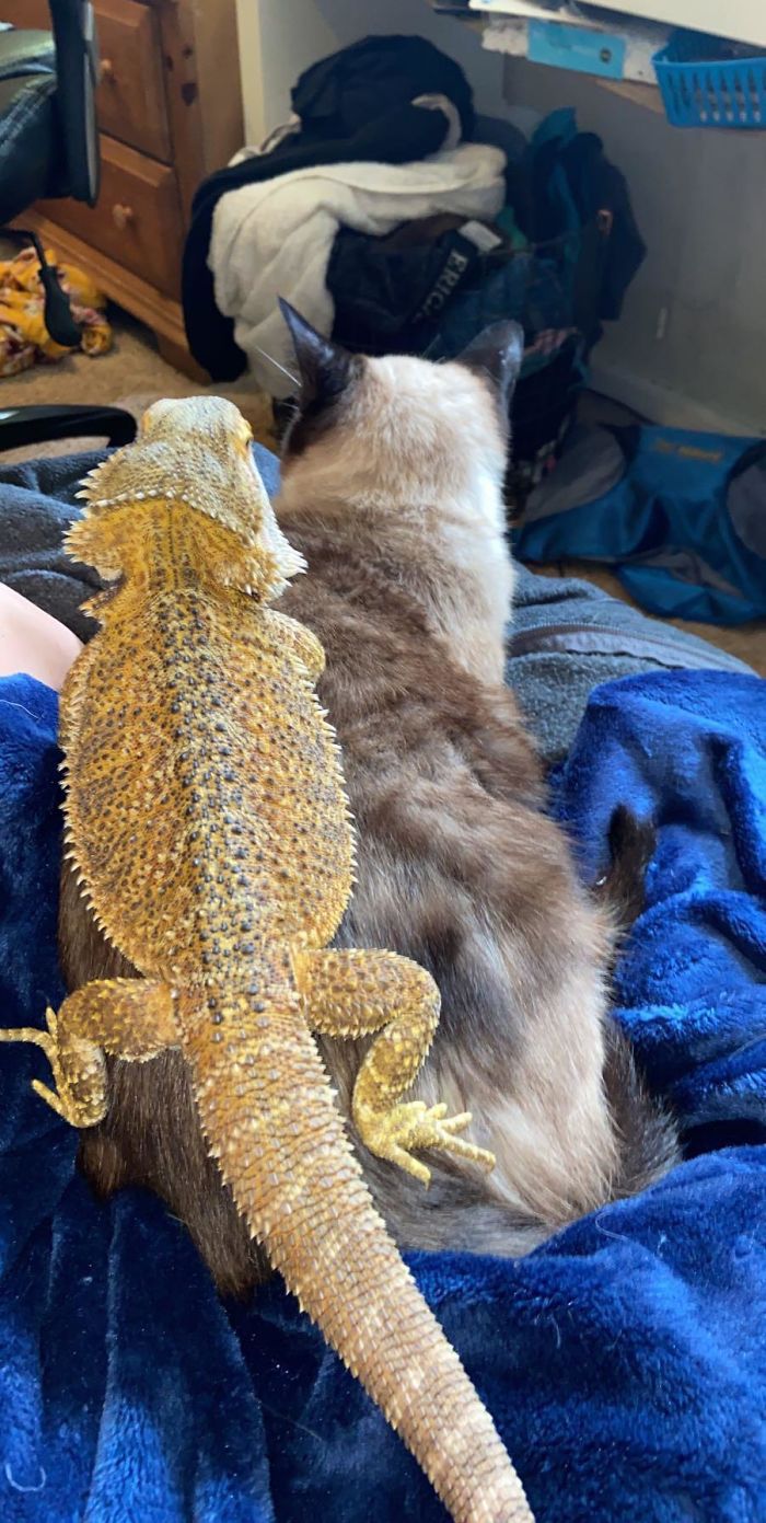 Arlo Is Getting His Daily Dose Of Cuddles With The Cat. Also It Was His Birthday 2 Days Ago