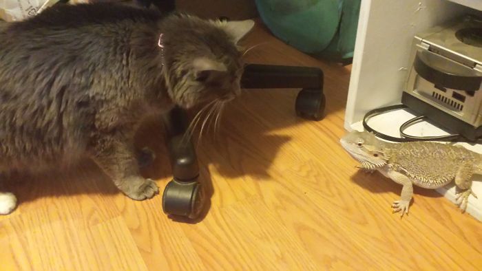 Trying To Introduce My Cat To Thorn. But She Got Scared And Ran Away