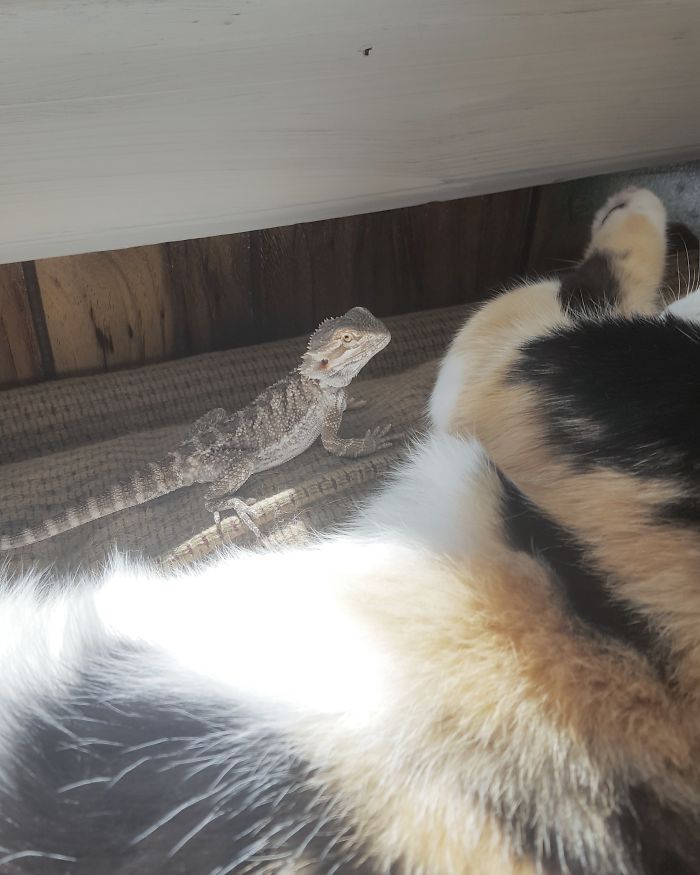 I Can't Tell If Fig Likes The Cats Or If He Just Likes Antagonizing Them. The Cat Was Asleep And He Crawled Over Next To Her Either Way