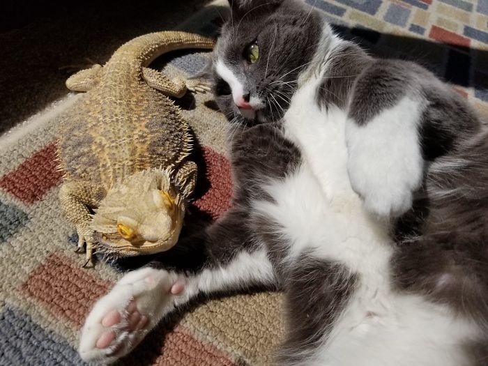 An Unlikely Friendship Between My Beardie And Karl The Cat