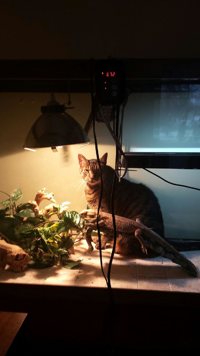 My Cat Spud Gets Into Gible's Enclosure Every Day And Hangs Out In His Basking Spot With Him