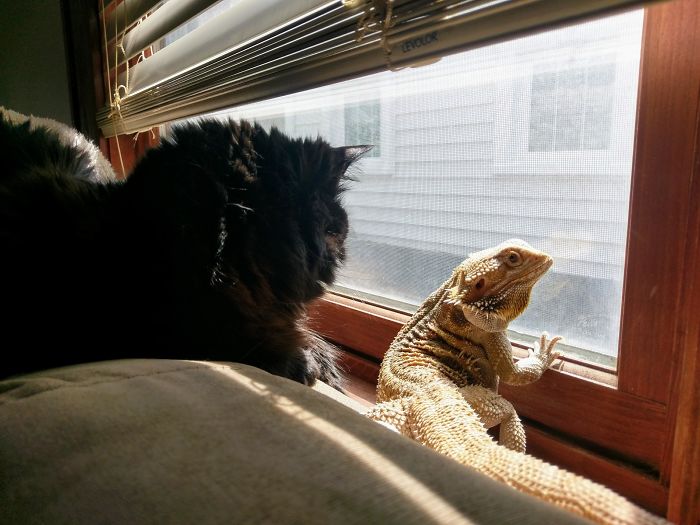 Sharing Yard Supervision Duties With My Friend's Cat
