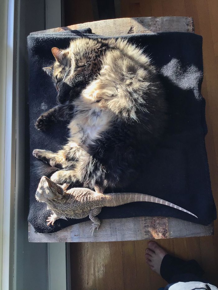 Winter Morning With The Cat