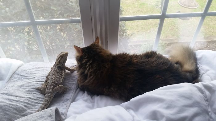 Ling Ling The Cat And Chocolate Sit Like This For Hours, Looking Out The Window