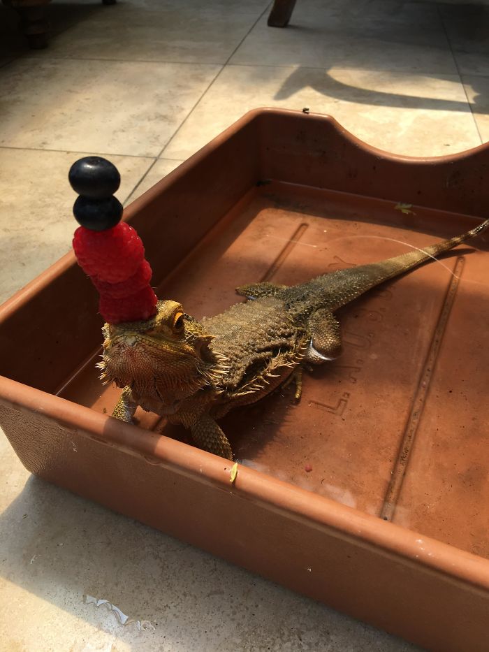 I Challenge You To A Lizard Berry Stacking Contest