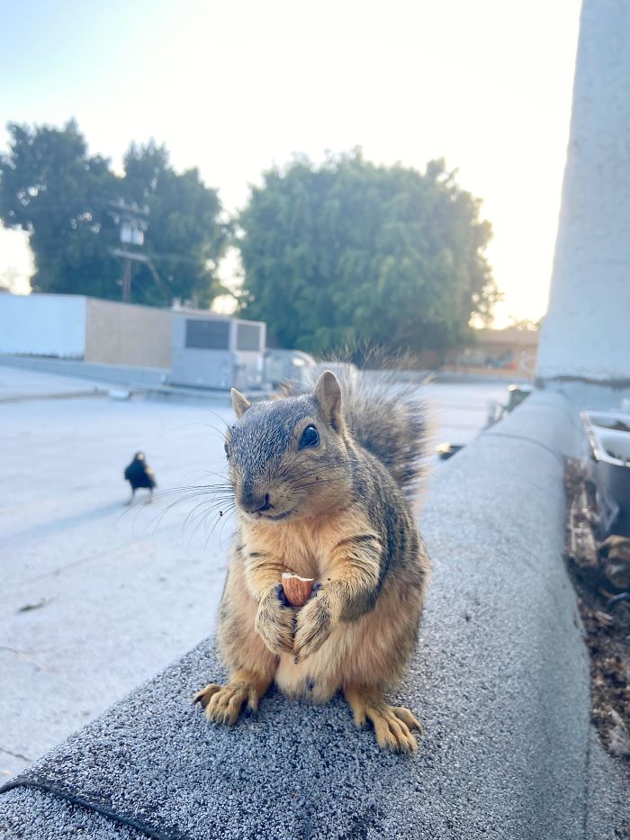 This Is Judy. It Comes To My Kitchen Window Every Day To Get Some Almonds. I Love It So Much. That Little Smile Makes Me Melt