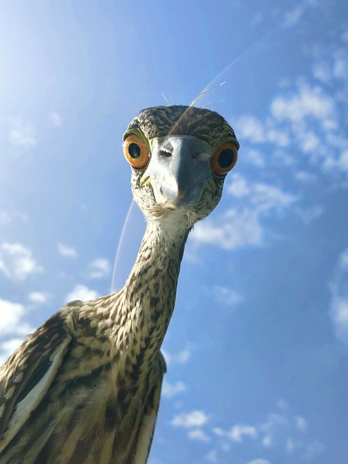 A Young Heron Landed On My Sunroof This Morning. A Photo Shoot Ensued