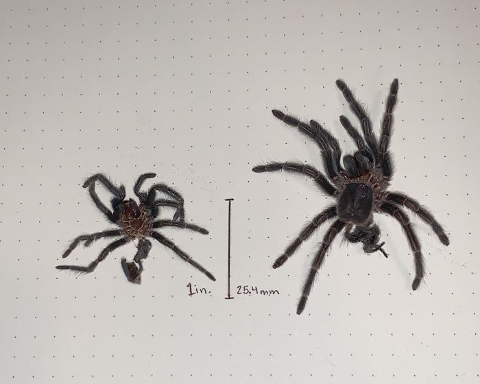 The Size Difference Between My Tarantula's Two Most-Recent Molts (2.5 Months)