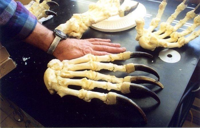 Bear Claws Next To Human Hand