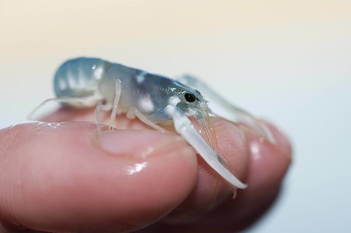  A Juvenile European Lobster