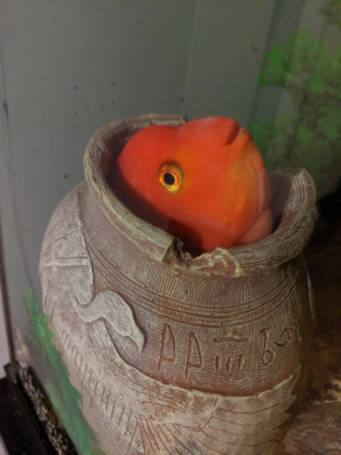 So I Bought This Vase Specifically For Her Yesterday And She Approved