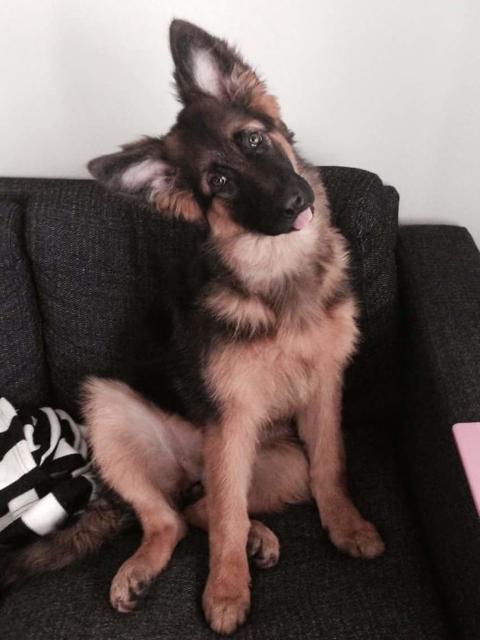 Probably The Best Picture Of My Dog That I Have Ever Taken