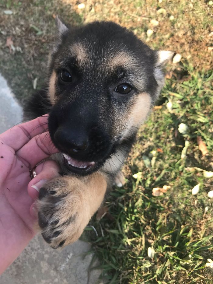 I've Always Had Labs - Meet My First German Shepherd