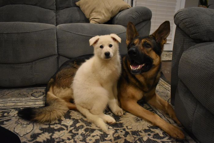 Everyone Say Hello To Ghost, Our New White German Shepherd