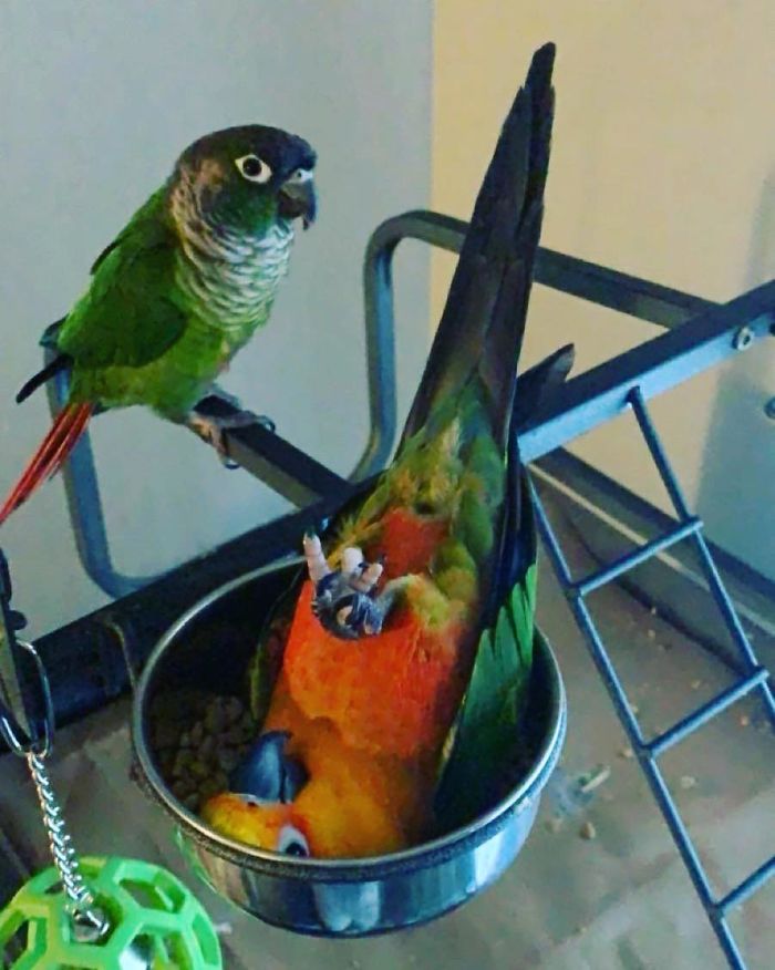 My Baby Clementine (Ft Olive) Being A Big Ole’ Clown