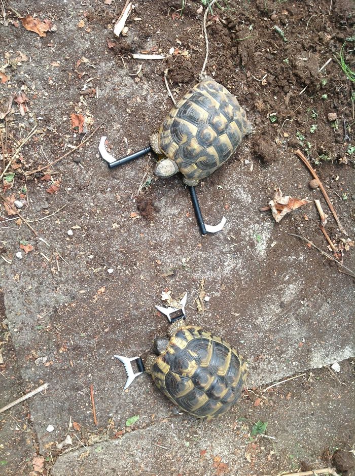 My Dad Keeps Turtles. I Started The Training. Soon I'll Have My Own Personal Bodyguards