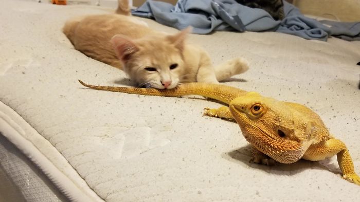 Cat Uses Bite... It's Not Very Effective