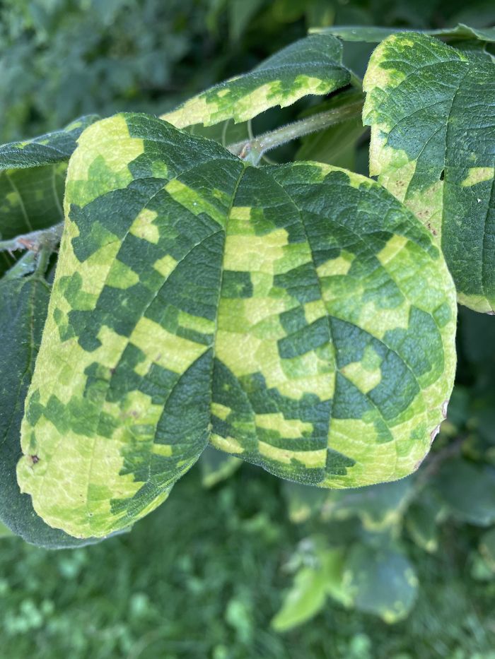This Diseased Leaf That Looks Pixilated