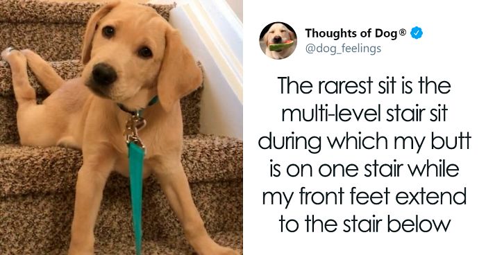 People Are Sharing Funny Pics Of Their Dogs Doing “The Rarest Sit” (30 Tweets)