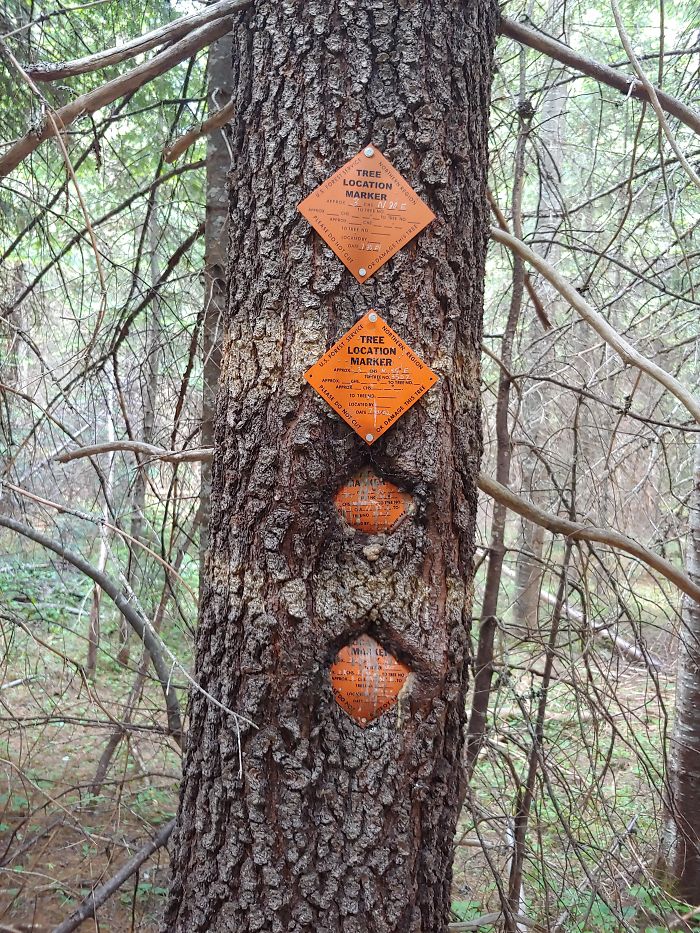 The Way This Tree Has Grown Around These Signs