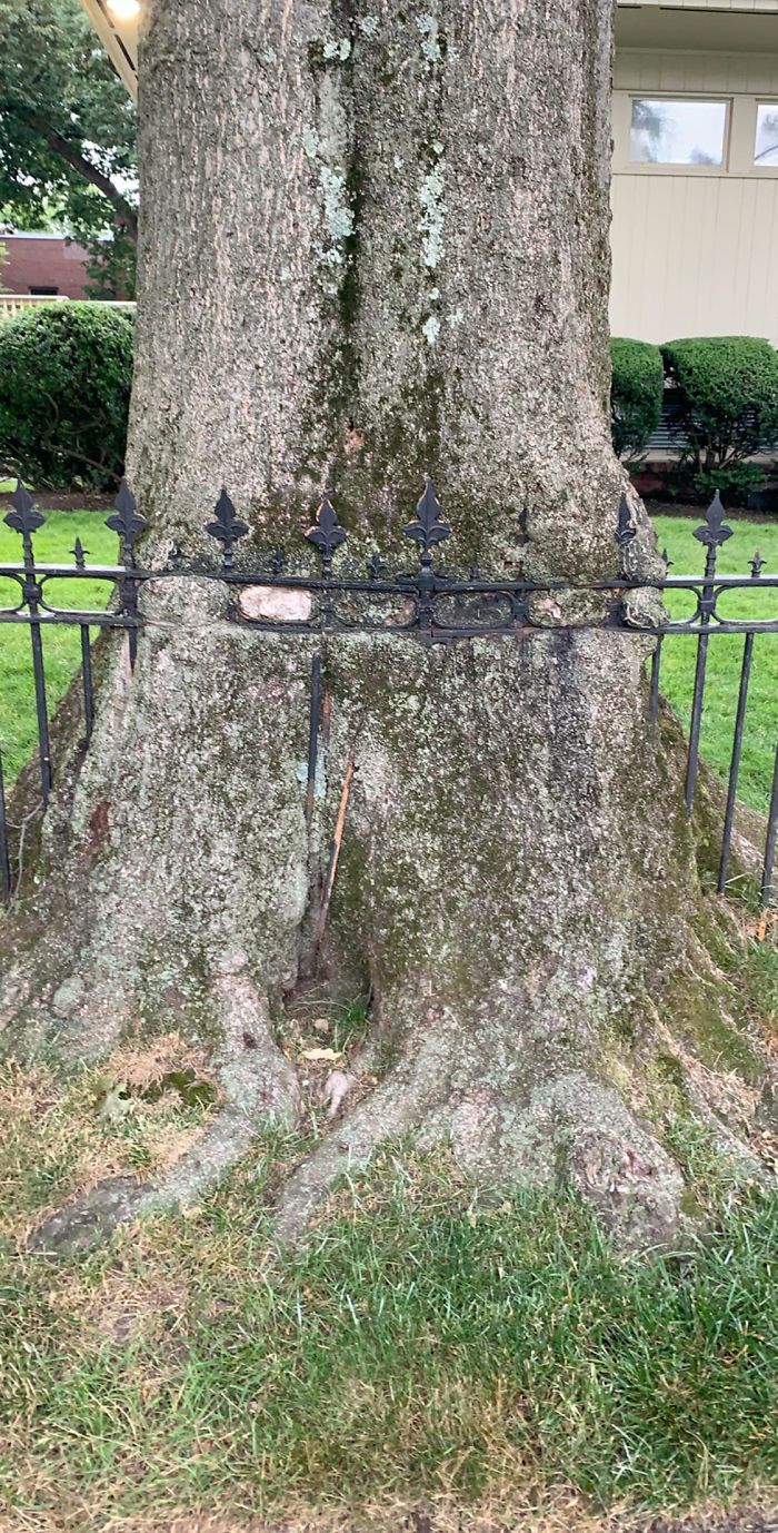 This Tree I Found On My Walk Is Swallowing This Fence
