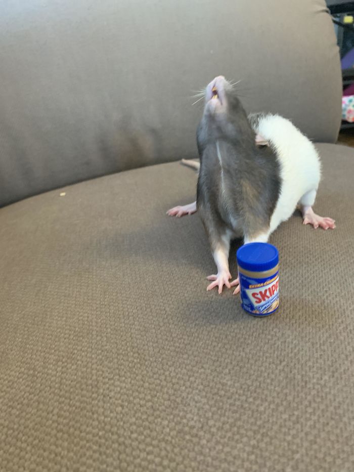 How Pineapple Feels About Her Mini Jar Of Peanut Butter