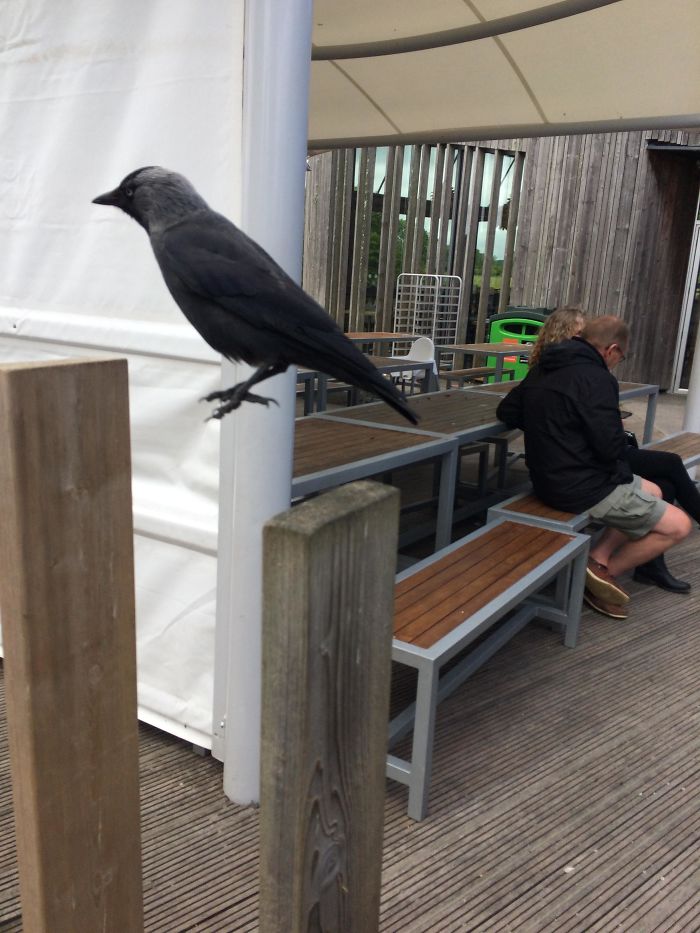 Crow Hopped As I Took His Photo