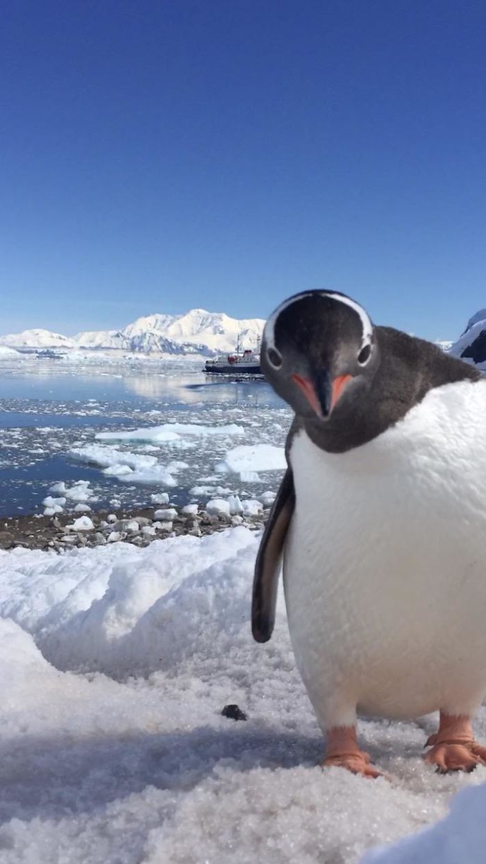 A Penguin Stumbled Into My Time-Lapse Video