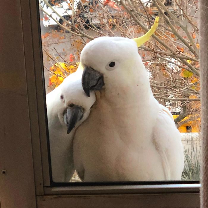 These Two Cuties Have Been Visiting Me For A Few Months And Today I Finally Caught Them Having A Cuddle