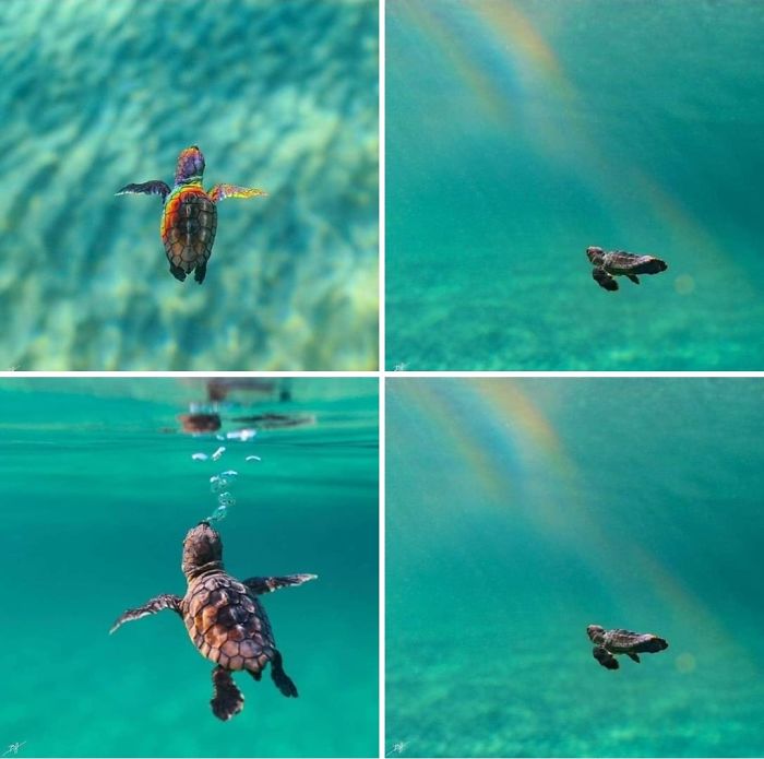 Just A Teeny Tiny Turtle