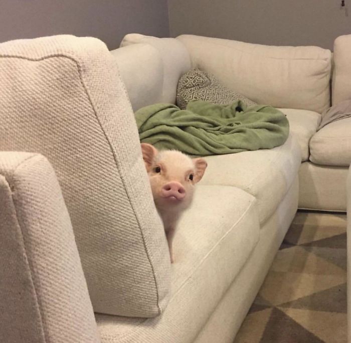 "Did You Bring The Snacks?"