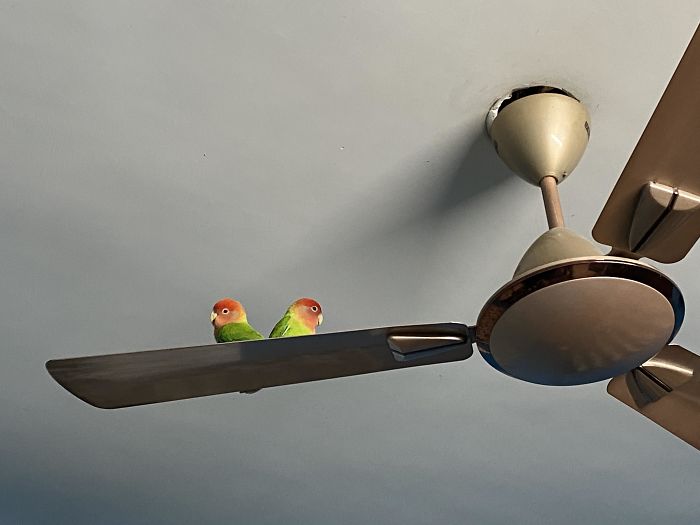 They Look So Cute In The Ceiling Fan