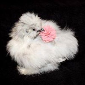 thereapersapprentice avatar