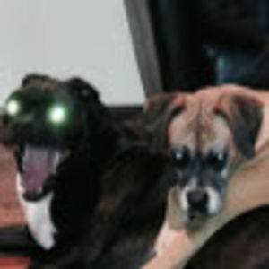 abigialgriffith avatar