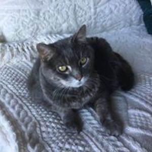 blondecyclist avatar