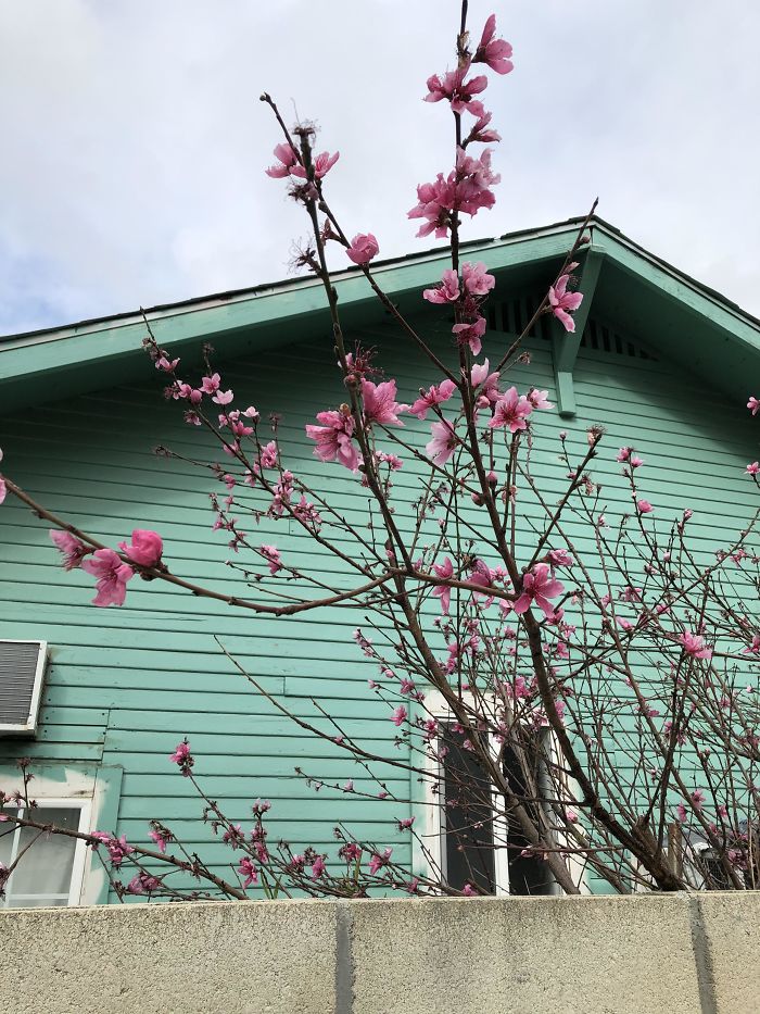 Every Year, My Next Door Neighbors House Looks Like A Can Of Arizona Green Tea