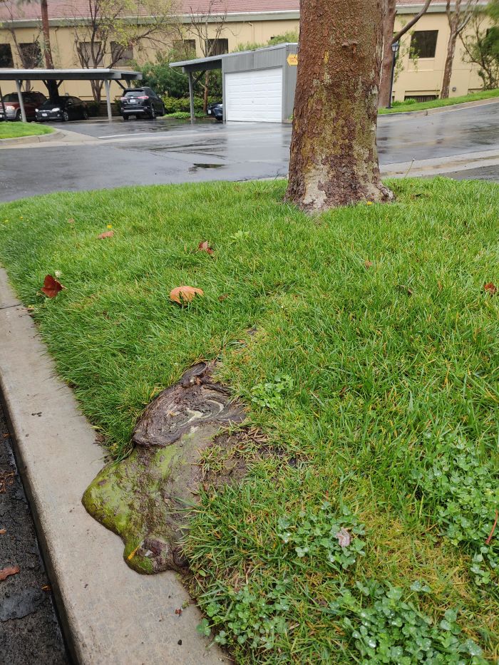 The Way This Tree Root Is Growing Makes It Look Like Toxic Sludge