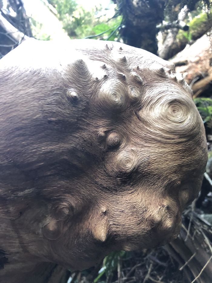 Pattern On This Tree Stump Looks Kinda Like The ‘Starry Night’ Painting