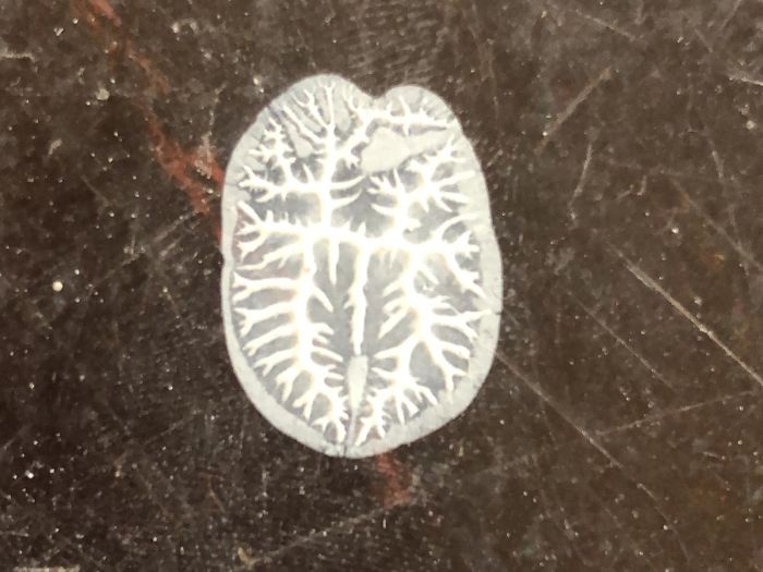 My Friend Dropped A Paint Lid. The Result Looks Like A Brain Scan