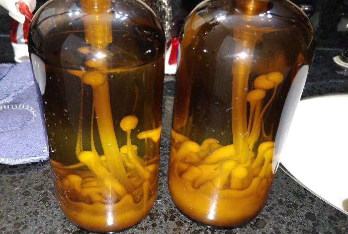 I Refilled My Soap Dispensers With New And Different Brands. The Density Caused The Old Soap On Bottom To Rise, Making It Look Like Fungi