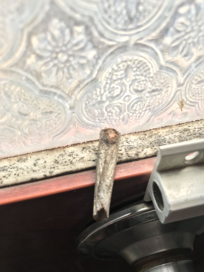 This Moth In My Bathroom Looks Like The End Of A Joint